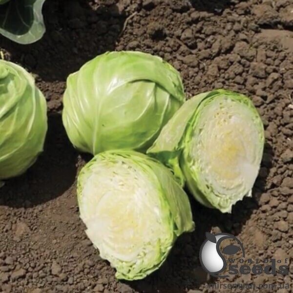 Смесь газонных трав «Луговая» Agronas 5 кг. Смесь газонных трав «Луговая» Agronas 5 кг.