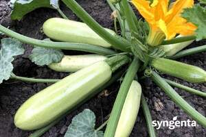 Кабачок Корделия F1 500 семян. (Syngenta)