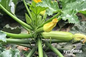 Кабачок Корделия F1 500 семян. (Syngenta)