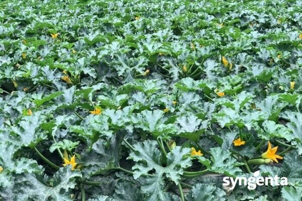 Кабачок Корделия F1 500 семян. (Syngenta) Кабачок Корделия F1 500 семян. (Syngenta)