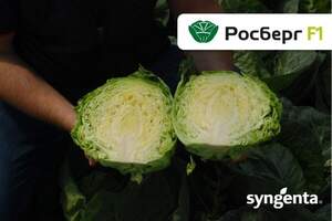 Капуста Росберг F1 2500 семян. (Syngenta)