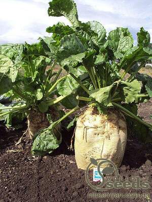 Семена свеклы кормовой Лада 0,4 кг