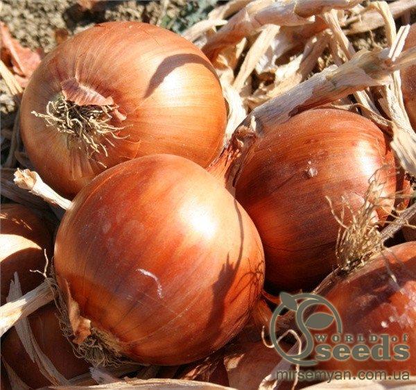 Лук РАНКО F1 (RANKO F1) 250 000 семян. Cora Seeds Лук РАНКО F1 (RANKO F1) 250 000 семян. Cora Seeds