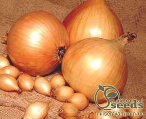 Лук севок озимый Лук севок озимый Шекспир/ Shakespeare 1кг Netherlands