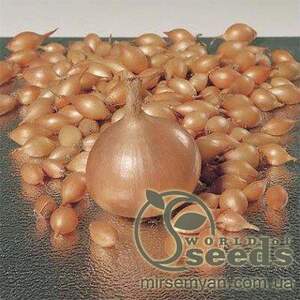 Лук севок озимая Августа, (Augusta) 1 кг