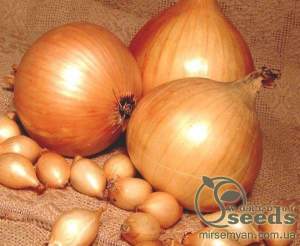 Лук ссевок Голиат,1 кг  (Nederland) Лук ссевок Голиат,1 кг  (Nederland)