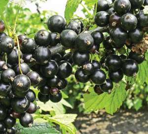 Саженцы Смородини черной Владимирская