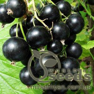 Саженцы Смородини черной Вербная