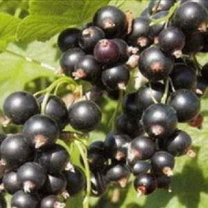 Саженцы Смородини черной Санюта