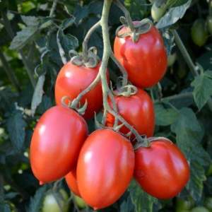 Помидоры Гранадеро F1 250 семян. (Enza Zaden) Помидоры Гранадеро F1 250 семян. (Enza Zaden)