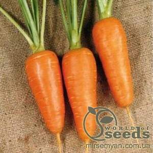 Морковь Мирафлорес F1 (1,4-1,6мм) 100 000н Клоз