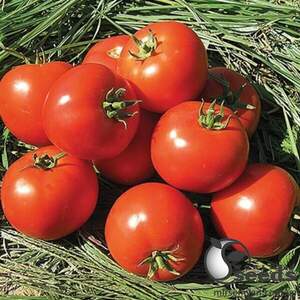 Томат Лоджейн F1 500 семян. (Enza Zaden)