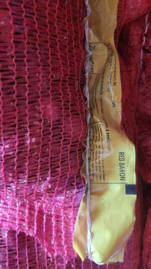Лук севок озимый Ред Барон, (Red Baron), 0,5 кг  Netherlands