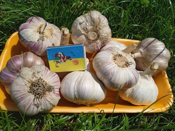 Чеснок озимый Любаша 200 г. Чеснок озимый Любаша 200 г.