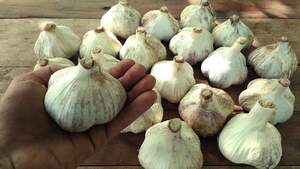 Чеснок озимый Любаша 200 г. Чеснок озимый Любаша 200 г.