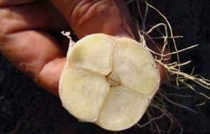 Чеснок озимый Любаша 200 г. Чеснок озимый Любаша 200 г.