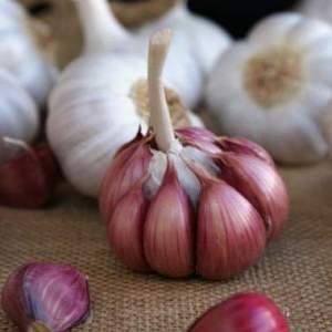 Чеснок озимый "Морадо" F1, Украина 500гр.