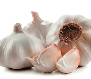 Чеснок озимый Любаша (однозубка), 500 г.