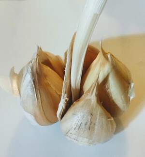 Чеснок озимый Любаша (однозубка), 500 г.