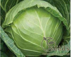 Капуста Мирор F1 2500 семян. (Syngenta)