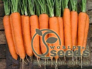 Морковь Элеганза F1 (1,4-1,6мм) 100 000 семян. (Nunhems) Морковь Элеганза F1 (1,4-1,6мм) 100 000 семян. (Nunhems)