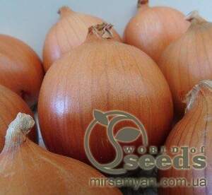 Лук Камперо F1 100 000 семян. (Nunhems) Лук Камперо F1 100 000 семян. (Nunhems)