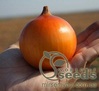 Лук Камперо F1 100 000 семян. (Nunhems) Лук Камперо F1 100 000 семян. (Nunhems)