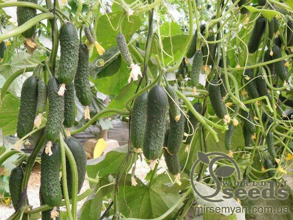 Огурец Северин F1 500 семян. (Enza Zaden) Огурец Северин F1 500 семян. (Enza Zaden)