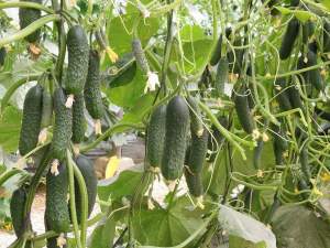 Огурец Северин F1 500 семян. (Enza Zaden) Огурец Северин F1 500 семян. (Enza Zaden)