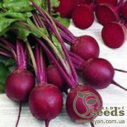 Свекла Ронда F1 10 000 семян. (Bejo) Свекла Ронда F1 10 000 семян. (Bejo)