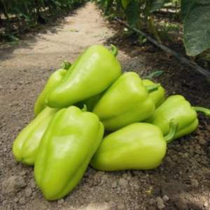 Перец Амаретта F1 500 семян. (Enza Zaden) Перец Амаретта F1 500 семян. (Enza Zaden)