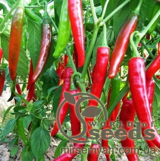 Перец Хайфи F1 500 семян. (Enza Zaden) Перец Хайфи F1 500 семян. (Enza Zaden)