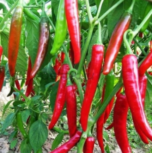 Перец Хайфи F1 500 семян. (Enza Zaden) Перец Хайфи F1 500 семян. (Enza Zaden)