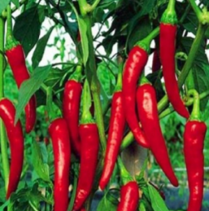 Перец Шакира F1 500 семян. (Enza Zaden) Перец Шакира F1 500 семян. (Enza Zaden)