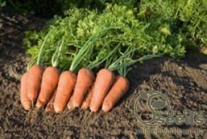 Морковь Купар F1 (2,2-2,4 мм) 100 000 семян. (Bejo)