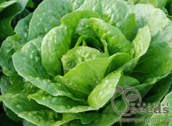 Салат Бацио 5000 семян. (Enza Zaden) Салат Бацио 5000 семян. (Enza Zaden)