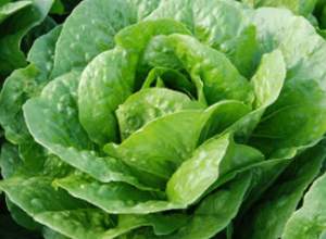 Салат Бацио 5000 семян. (Enza Zaden) Салат Бацио 5000 семян. (Enza Zaden)