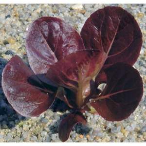 Салат Мунред 5000 семян. (Enza Zaden) Салат Мунред 5000 семян. (Enza Zaden)