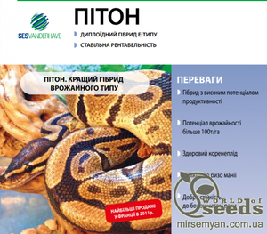 Свекла сахарная дражированная 