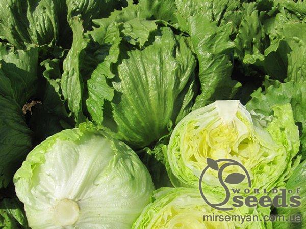 Салат Глендона 5000 семян. (Enza Zaden) Салат Глендона 5000 семян. (Enza Zaden)