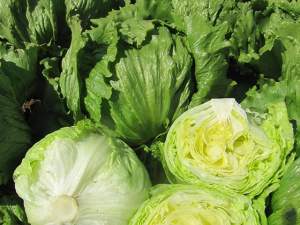 Салат Глендона 5000 семян. (Enza Zaden)