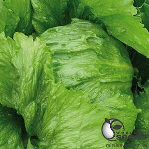 Салат Энсамбл 5000 семян. (Enza Zaden) Салат Энсамбл 5000 семян. (Enza Zaden)