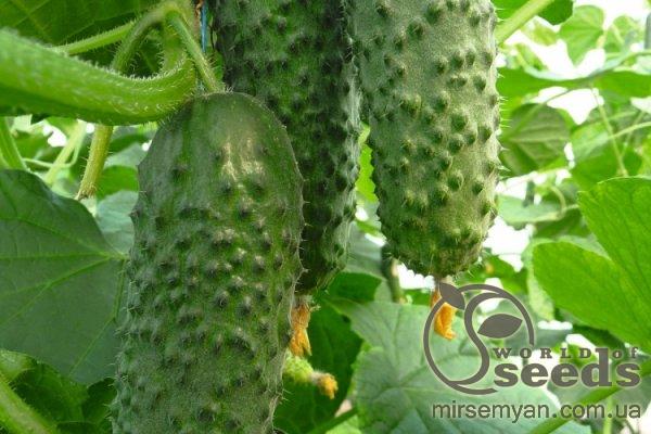 Огурец Аристан F1 250 семян. (Bejo) Огурец Аристан F1 250 семян. (Bejo)