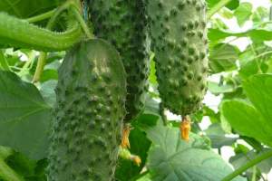 Огурец Аристан F1 1000 семян. (Bejo) Огурец Аристан F1 1000 семян. (Bejo)