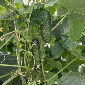 Огурец Атик F1 1000 семян. (Bejo) Огурец Атик F1 1000 семян. (Bejo)