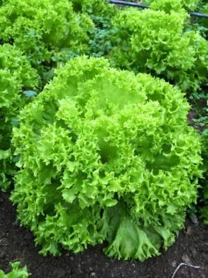 Салат Даби 5000 семян. (Enza Zaden) Салат Даби 5000 семян. (Enza Zaden)