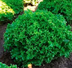 Салат Вилли 5000 семян. (Enza Zaden)