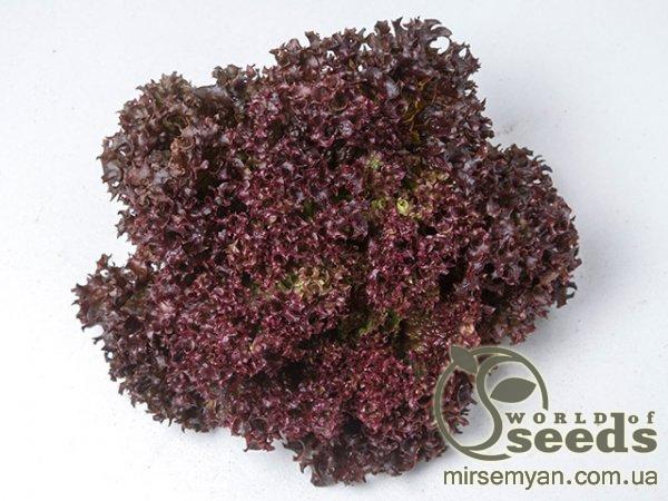 Салат Туска 5000 семян. (Enza Zaden) Салат Туска 5000 семян. (Enza Zaden)