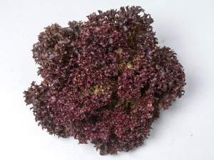 Салат Туска 5000 семян. (Enza Zaden)