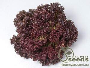 Салат Лея 5000 семян. (Enza Zaden)